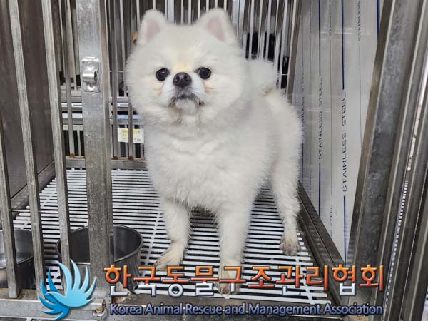 유기동물 - 포메라니안