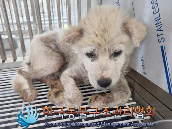 1년 미만의 믹스견과 다른 2건의 유기동물