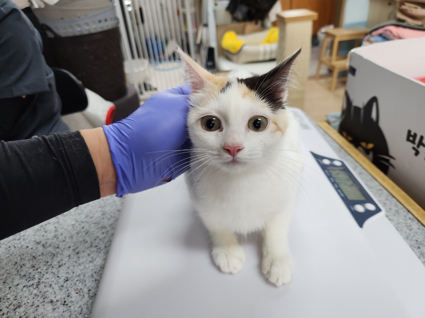 유기동물 - 한국 고양이