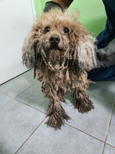 3살 푸들과 사랑스러운 고양이 구한다!