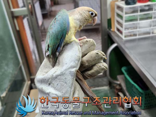 사랑이 필요한 유기동물 3마리