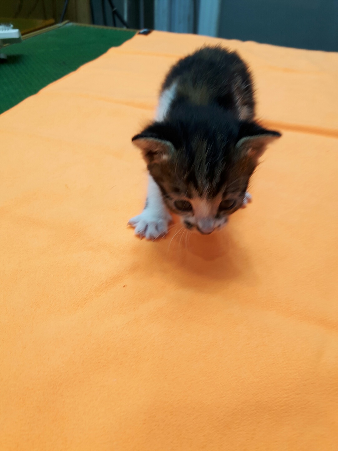 유기동물 - 한국 고양이