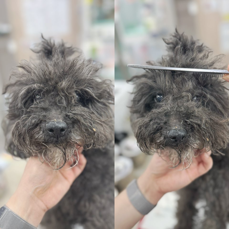 유기동물 - 푸들