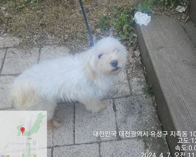 3마리 유기견, 따뜻한 집을 찾습니다!