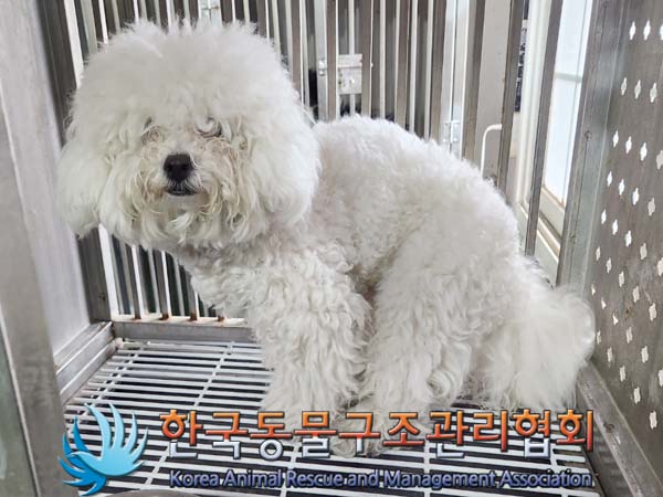 유기동물 - 비숑 프리제