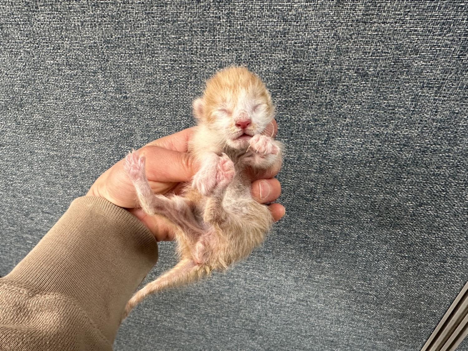 유기동물 - 한국 고양이