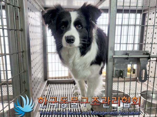 유기동물 소개: 보더 콜리, 비숑 프리제, 한국 고양이