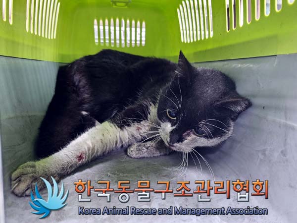 유기동물 - 한국 고양이