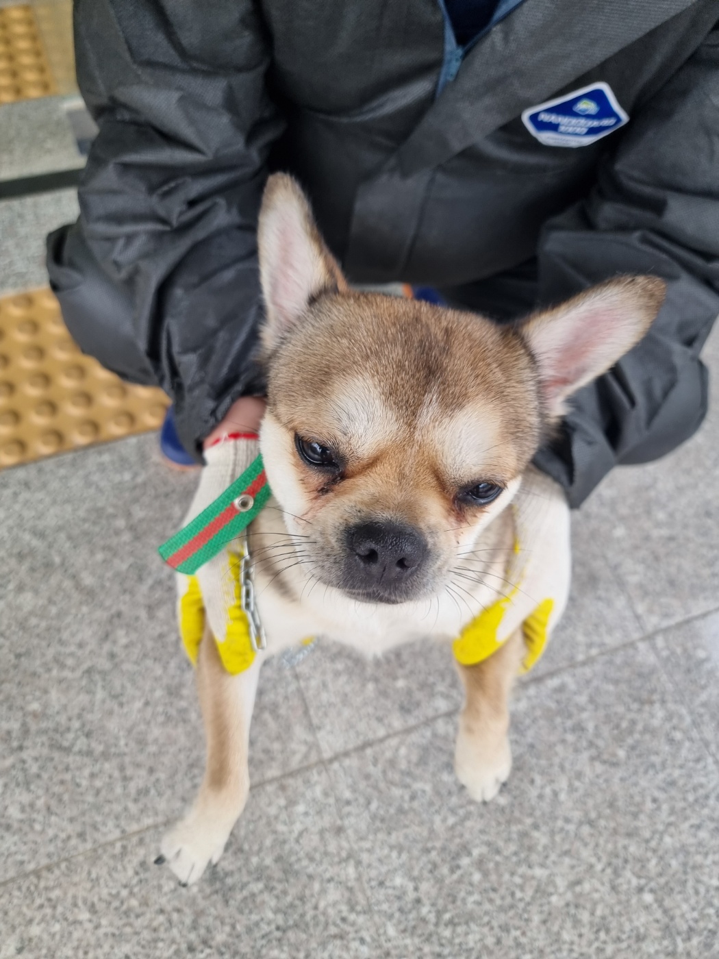 유기견 3마리, 보호소에서 당신을 기다립니다