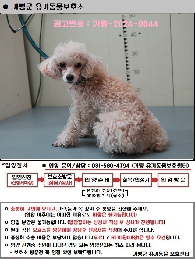 새로운 가족을 찾는 애플리케이션 3마리