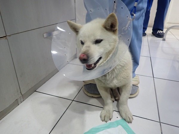 3살 믹스견 외 2 건