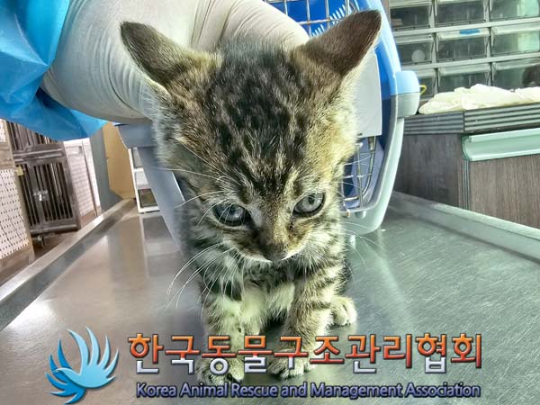 1년 미만 한국 고양이 외 2건