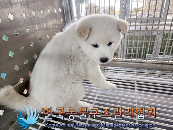 유기동물 - 믹스견