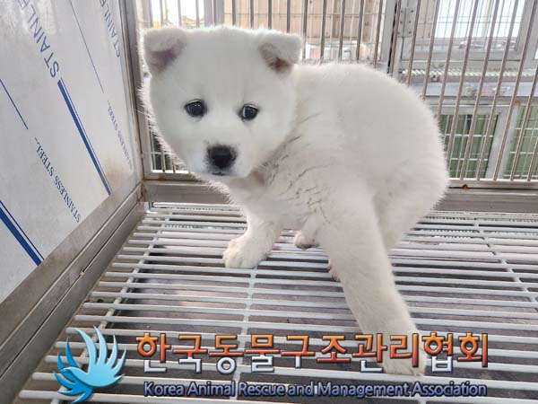 유기동물 - 믹스견