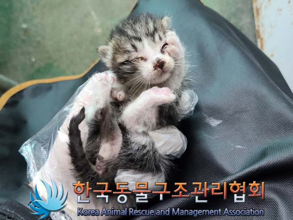 유기동물 - 한국 고양이