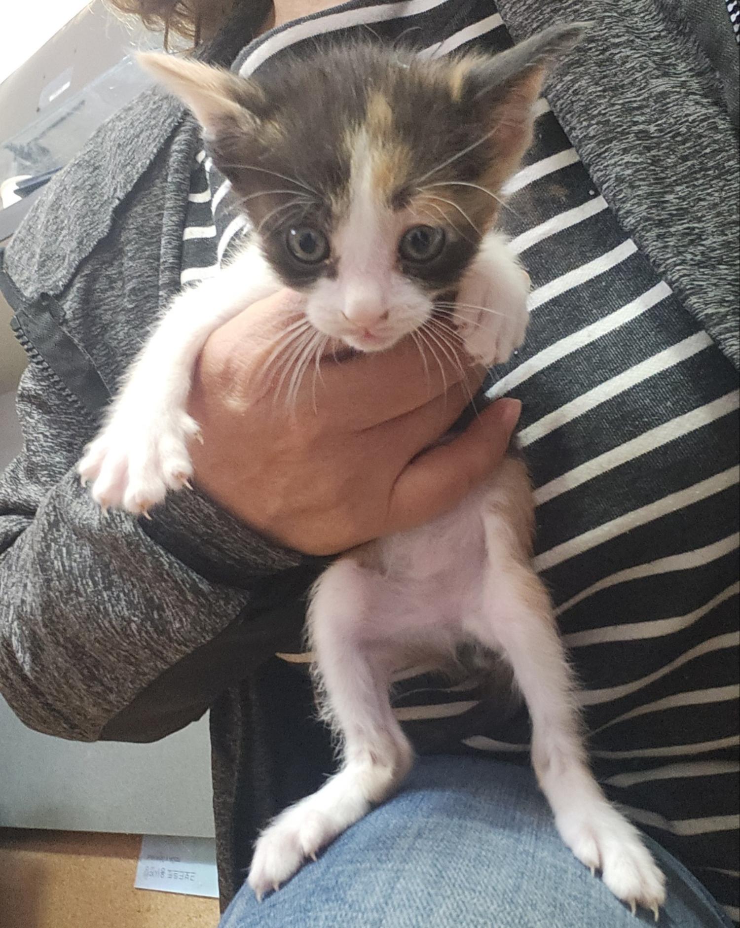 울산 및 인천에서 발견한 1년 미만 고양이