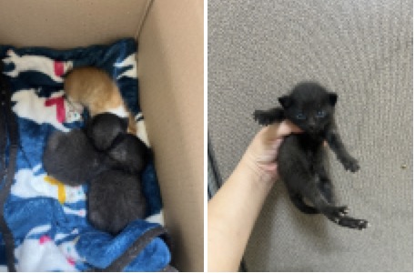 1년 미만 한국 고양이 외 2 건