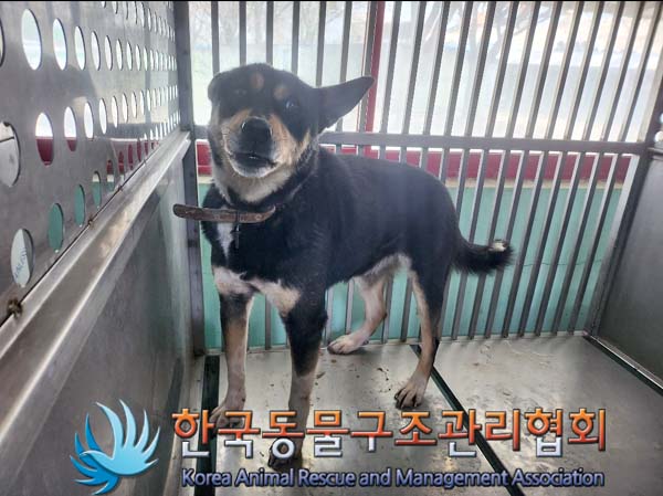 유기동물 - 믹스견