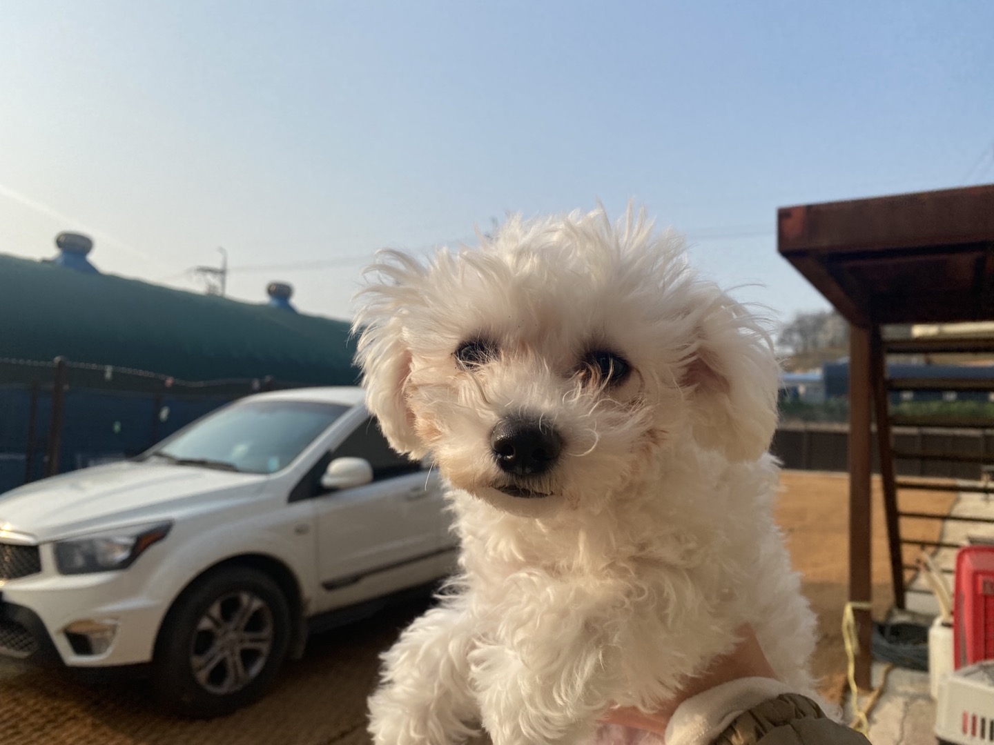유기동물 속보: 사랑스러운 말티즈와 그 외 2건