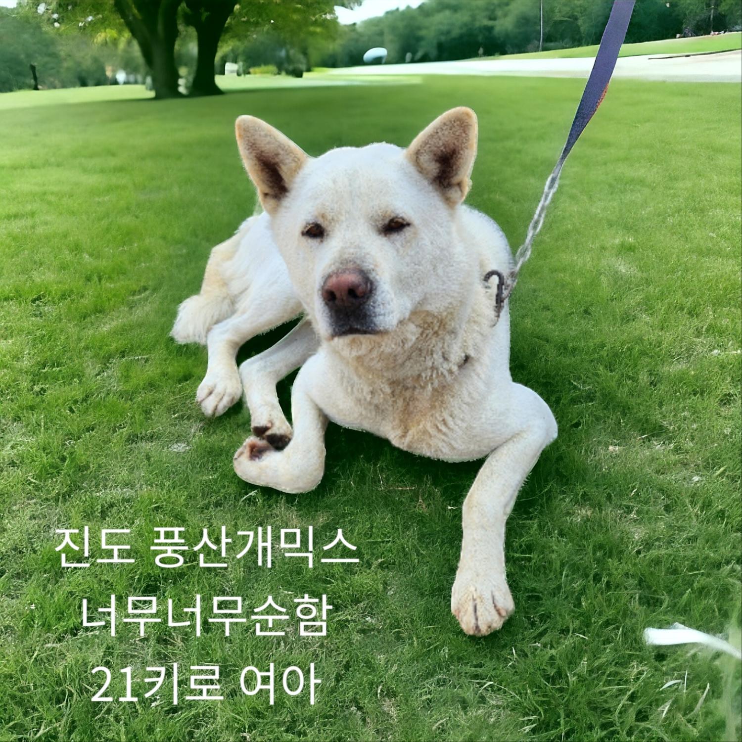 유기동물 - 진도 풍산개믹스