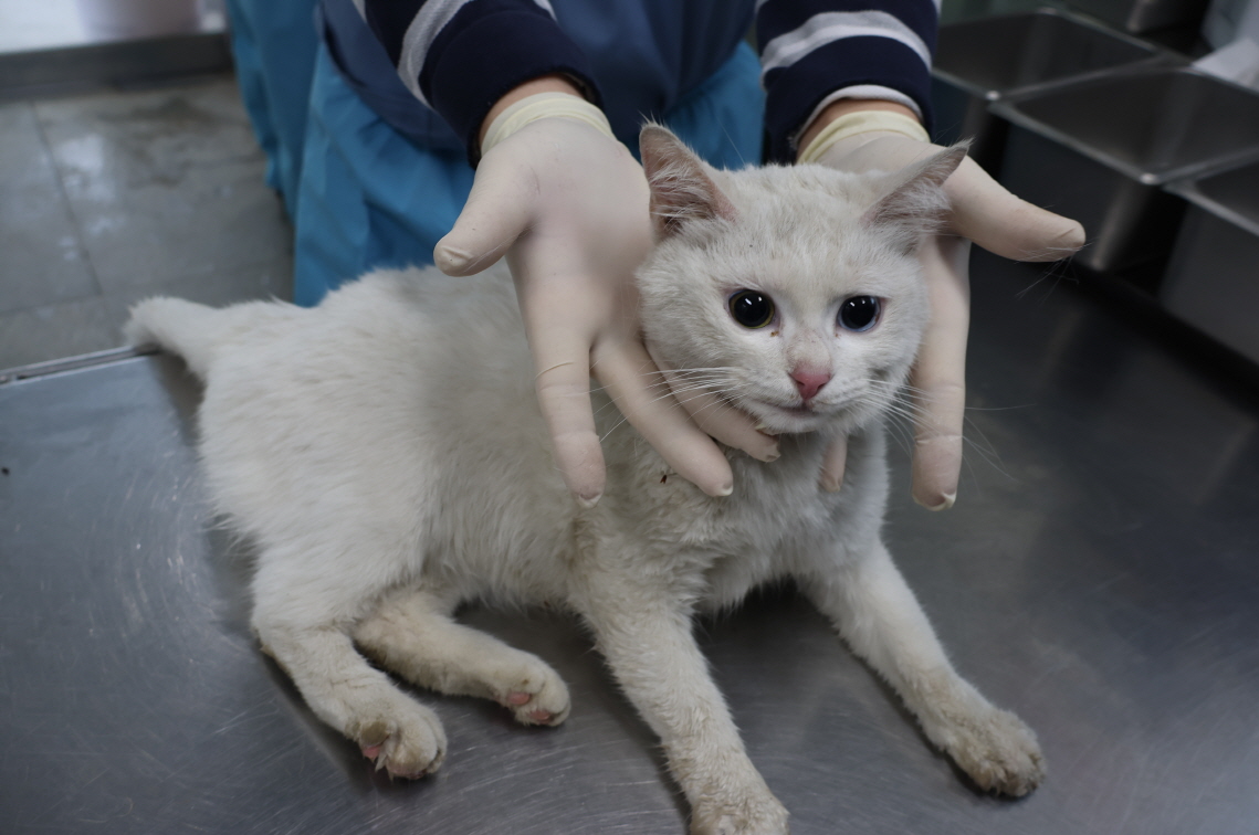 귀여운 반려동물을 찾고 계신가요? 3살 터키시 앙고라 외 2건 소개