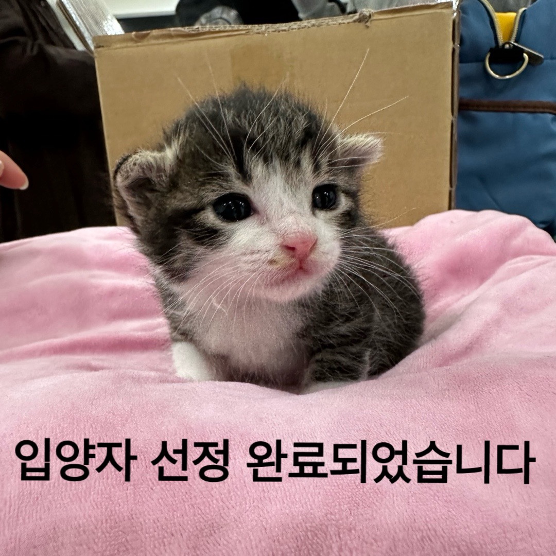 유기동물 - 한국 고양이