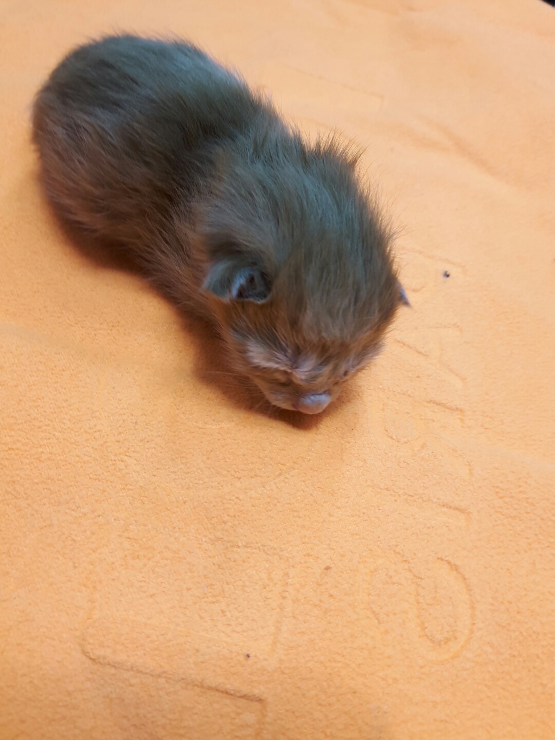 유기동물 - 한국 고양이