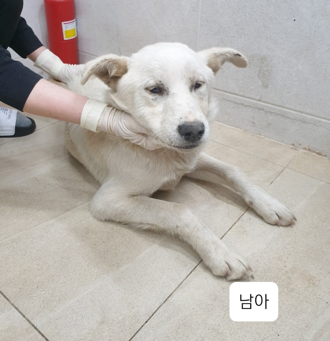 1살 믹스견 외 2 건