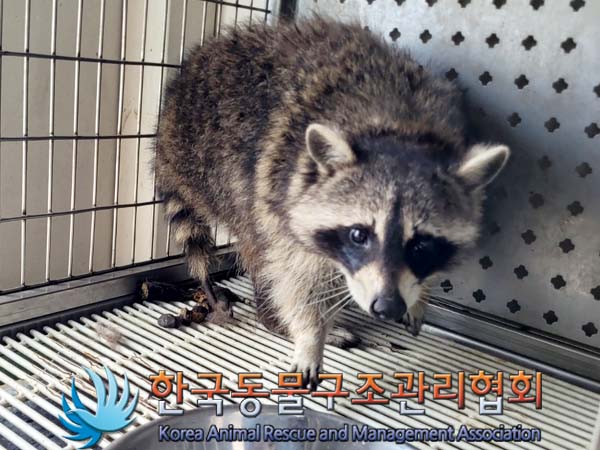 1년 미만 라쿤과 두 마리 믹스견 유기동물