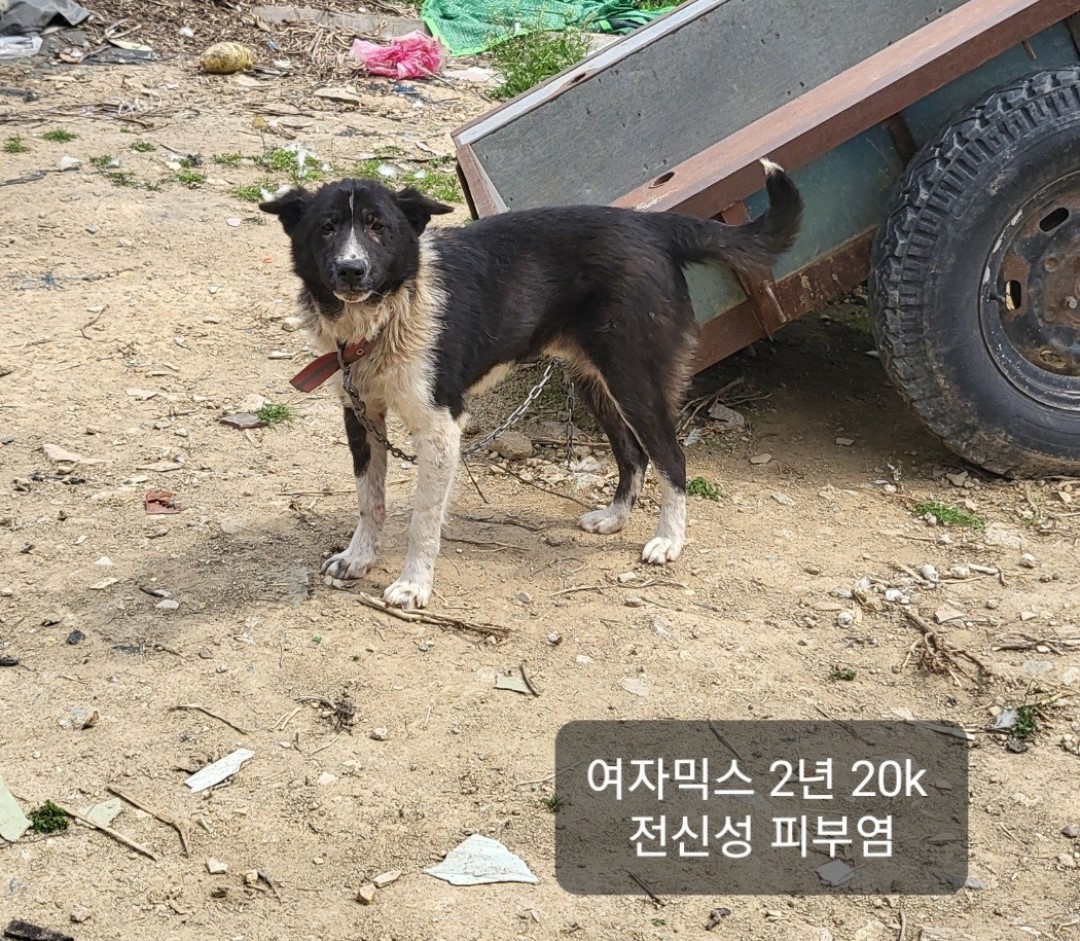 유기동물 영양 구하기: 2살 믹스견 외 2 건