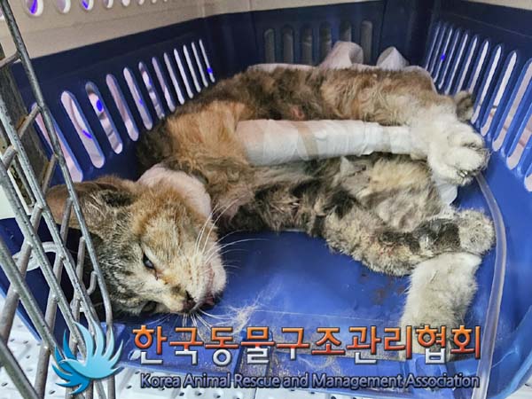 유기동물 - 한국 고양이