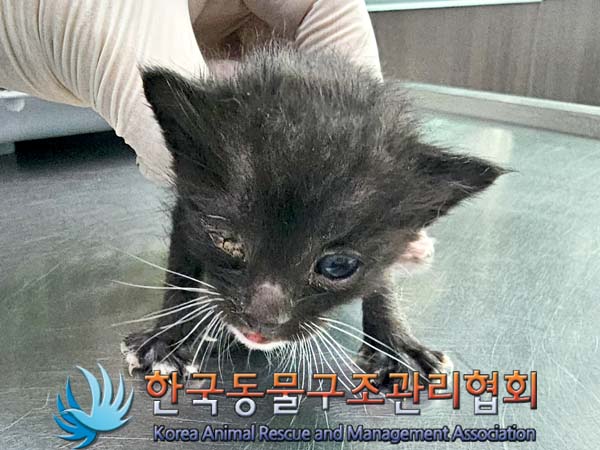 유기동물 입양 안내: 60일 미만 한국 고양이 외 2건