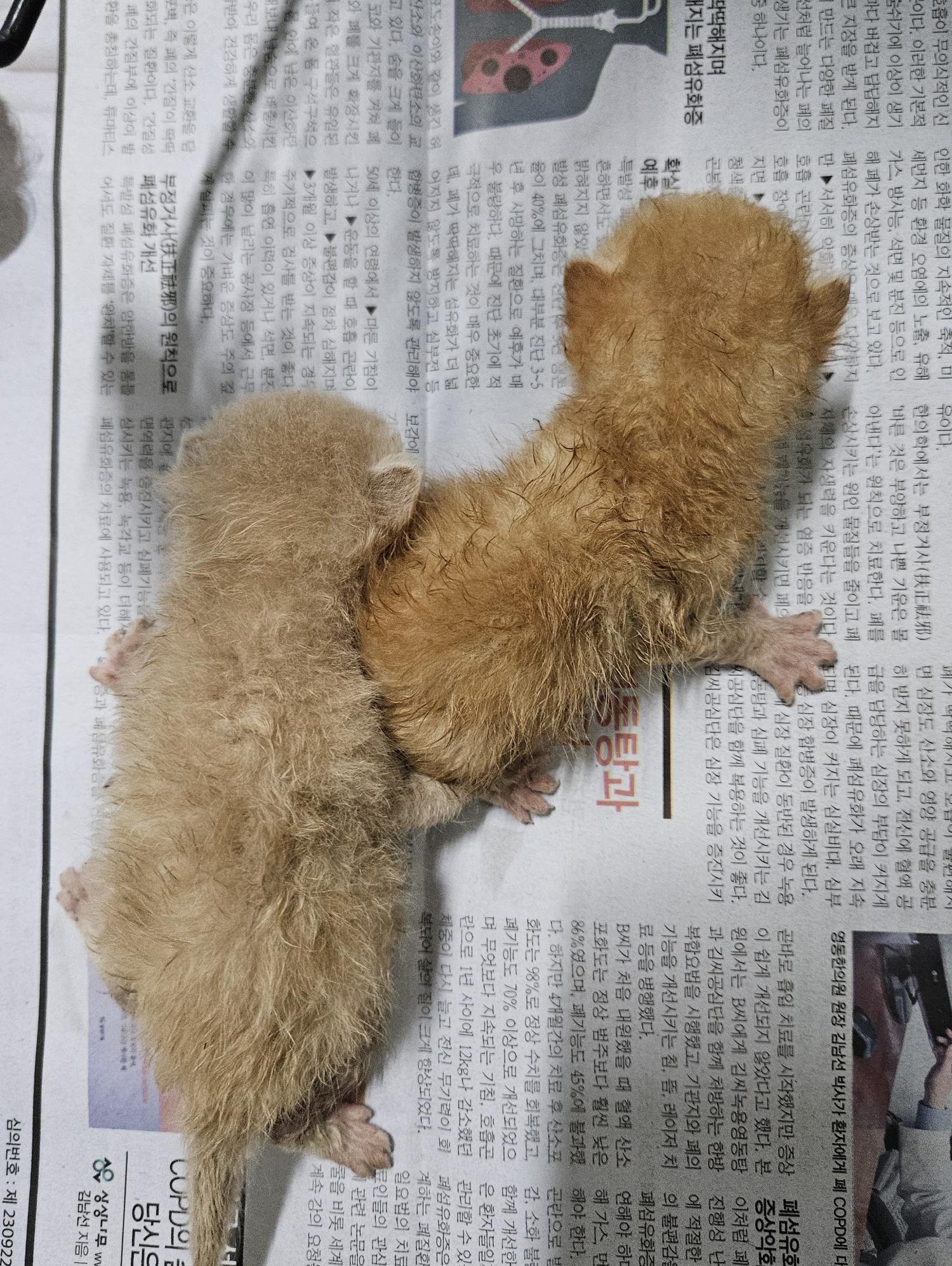 유기동물 - 한국 고양이