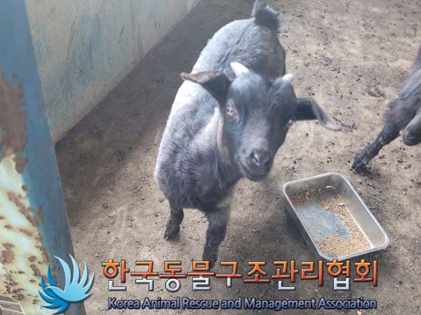 1년 미만 흑염소 외 2 건
