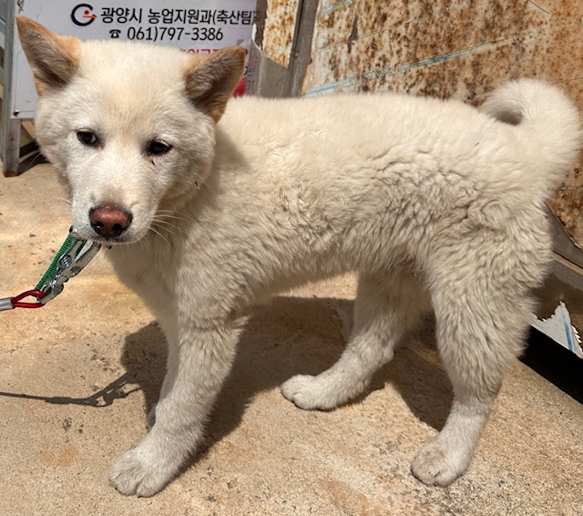사랑받기를 기다리는 1년 미만 믹스견과 강아지 2마리