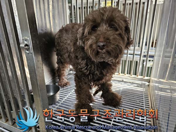 유기동물 - 푸들