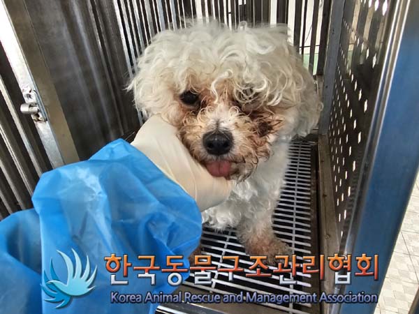 유기동물 - 말티즈