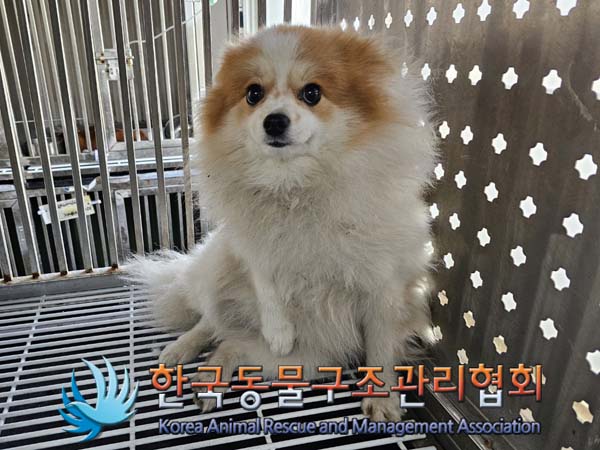 유기동물 - 포메라니안