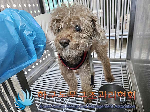 유기동물을 찾고 계신가요? 8살 푸들 외 2건 소개합니다.