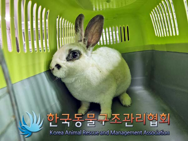 유기동물 - 토끼