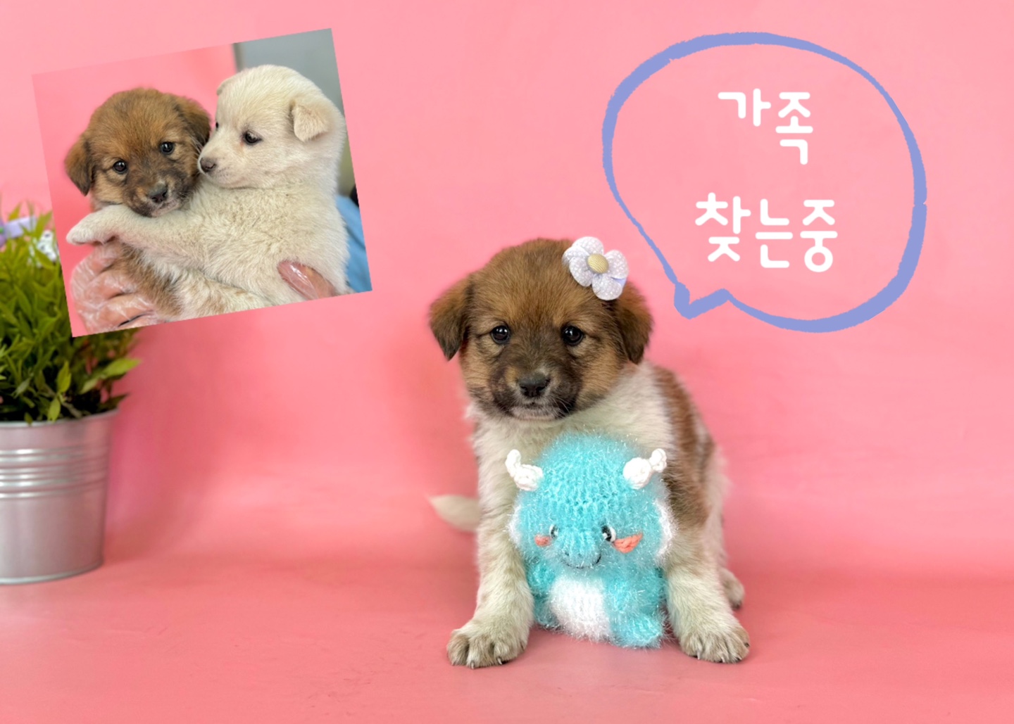 유기동물 - 믹스견
