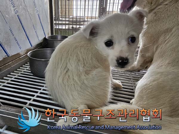 1년 미만 믹스견 외 2 건