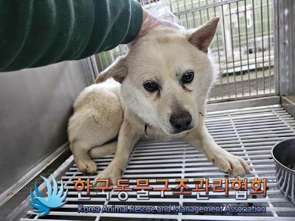 3살 믹스견과 2마리의 사랑스러운 동반자 찾아요!