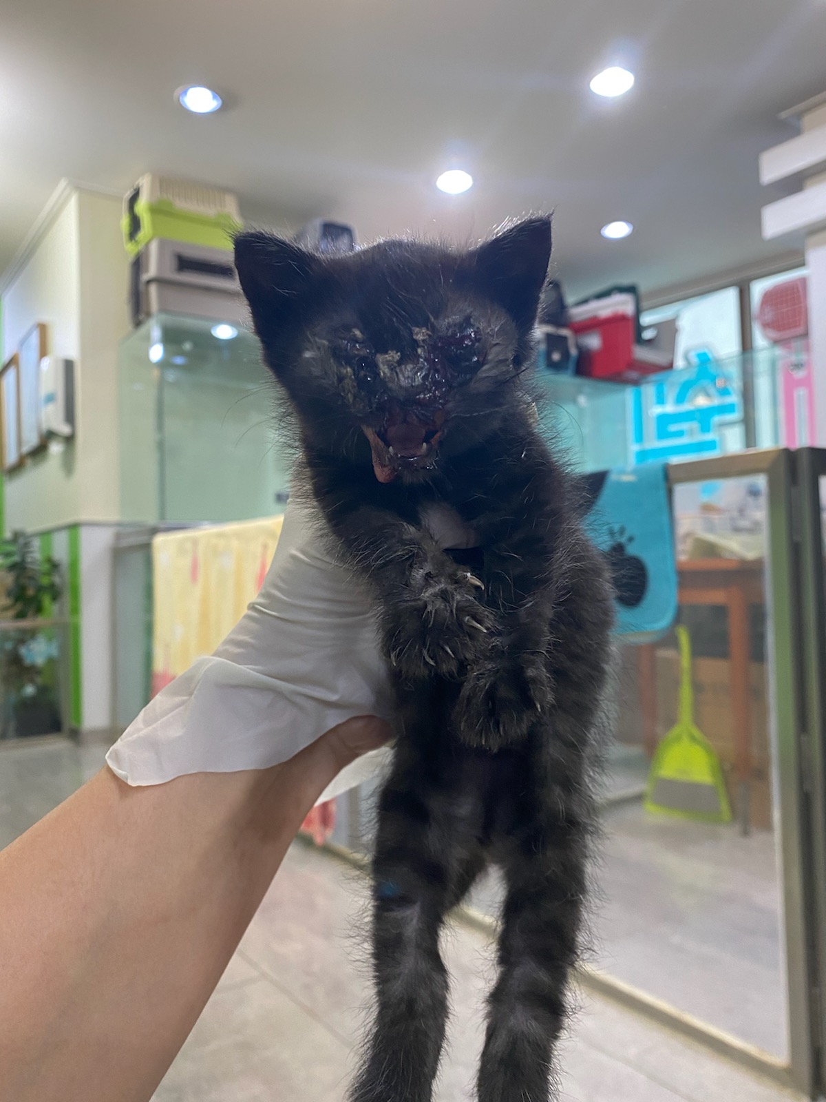 유기동물 - 한국 고양이