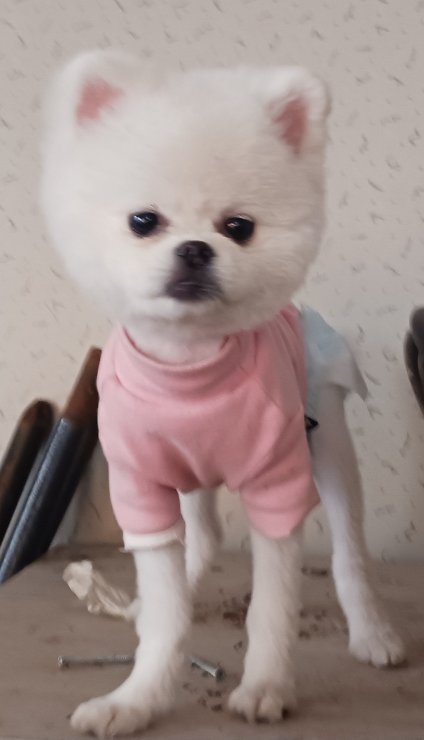 유기동물 - 포메라니안