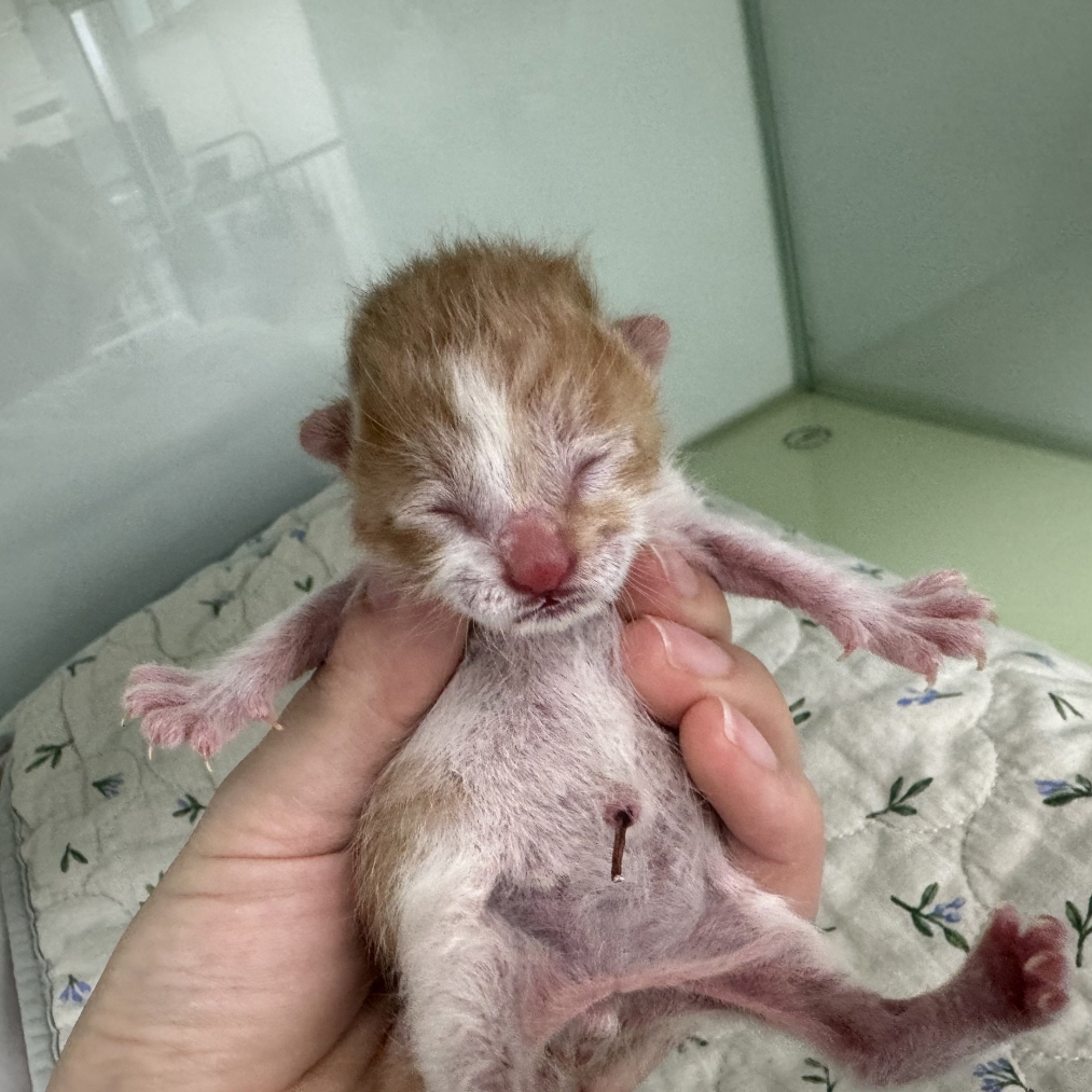 유기동물 - 한국 고양이
