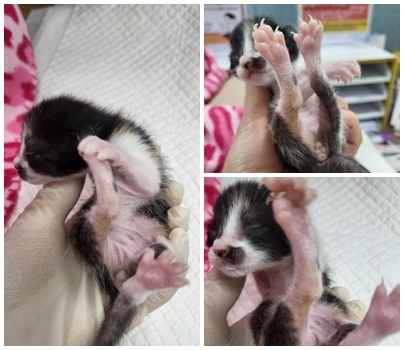 유기동물 - 한국 고양이
