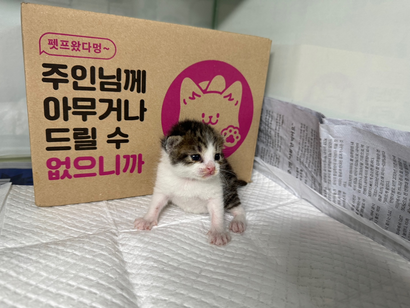 새롭게 입양 가능한 3마리 유기동물