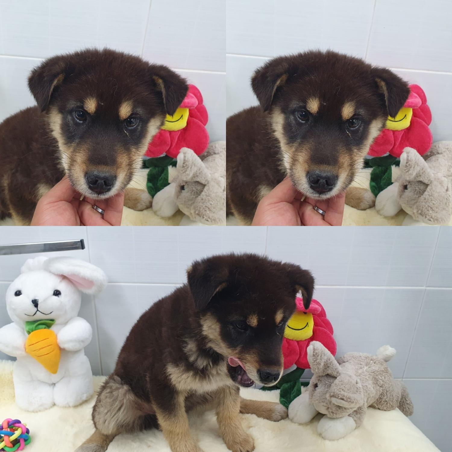 1년 미만 믹스견 외 2 건