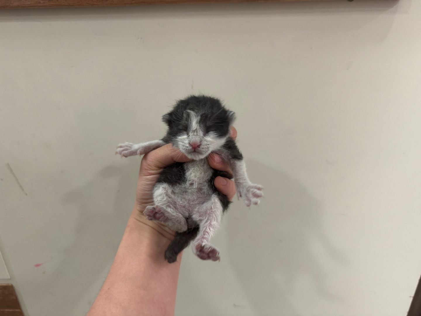 60일 미만의 사랑스러운 한국 고양이 3마리